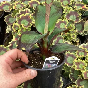 Musa Maurelli Ornamental Banana Live Plant - 4.5