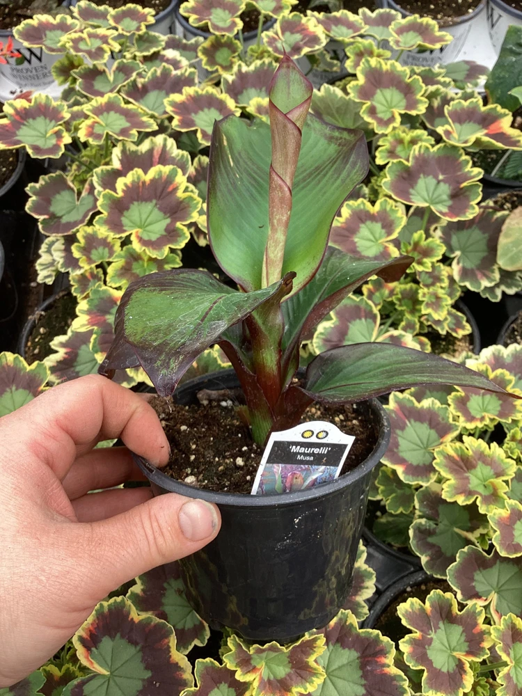 Musa Maurelli Ornamental Banana Live Plant - 4.5" Pot Tropical Indoor Outdoor - Image 4