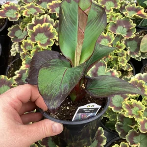 Musa Maurelli Ornamental Banana Live Plant - 4.5
