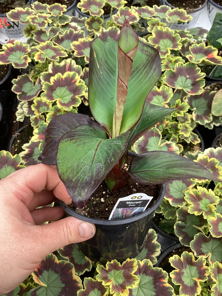 Musa Maurelli Ornamental Banana Live Plant - 4.5" Pot Tropical Indoor Outdoor - Image 5
