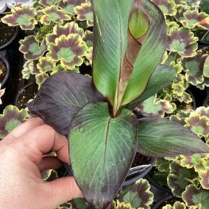 Musa Maurelli Ornamental Banana Live Plant - 4.5