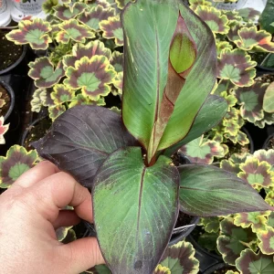 Musa Maurelli Ornamental Banana Live Plant - 4.5