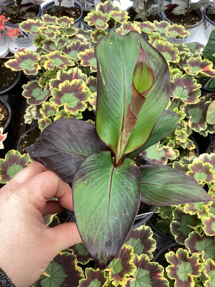 Musa Maurelli Ornamental Banana Live Plant - 4.5" Pot Tropical Indoor Outdoor - Image 1