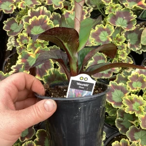 Musa Maurelli Ornamental Banana Live Plant - 4.5