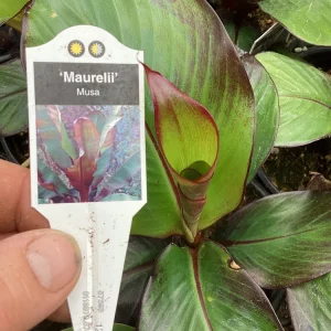 Musa Maurelli Ornamental Banana Live Plant - 4.5