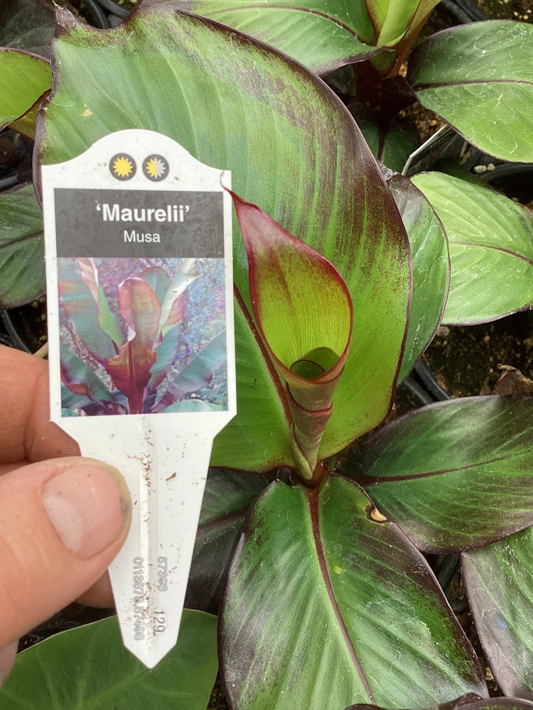 Musa Maurelli Ornamental Banana Live Plant - 4.5" Pot Tropical Indoor Outdoor - Image 8