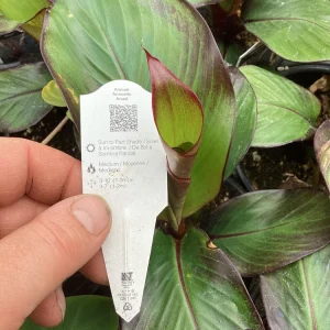 Musa Maurelli Ornamental Banana Live Plant - 4.5