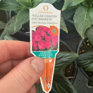 New Guinea Impatiens 'Roller Coaster Hot Magenta' Live Plant - 4.5
