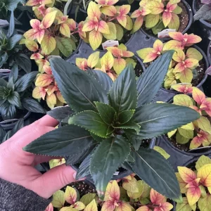 New Guinea Impatiens 'Roller Coaster Hot Magenta' Live Plant - 4.5
