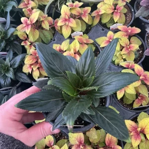 New Guinea Impatiens 'Roller Coaster Hot Magenta' Live Plant - 4.5