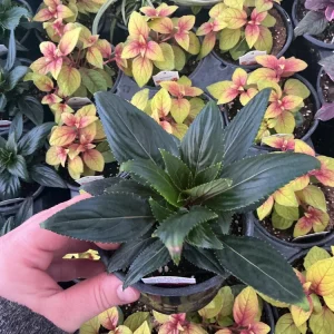 New Guinea Impatiens 'Roller Coaster Hot Magenta' Live Plant - 4.5