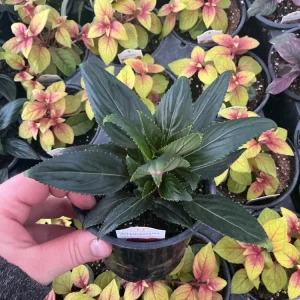 New Guinea Impatiens 'Roller Coaster Hot Magenta' Live Plant - 4.5