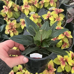New Guinea Impatiens 'Roller Coaster Hot Magenta' Live Plant - 4.5