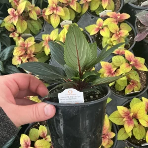 New Guinea Impatiens 'Roller Coaster Hot Magenta' Live Plant - 4.5