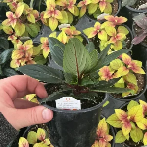 New Guinea Impatiens 'Roller Coaster Hot Magenta' Live Plant - 4.5