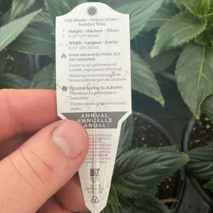New Guinea Impatiens 'Roller Coaster Hot Magenta' Live Plant - 4.5