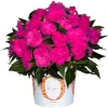 New Guinea Impatiens 'Roller Coaster Hot Magenta' Live Plant - 4.5" Pot - Image 1