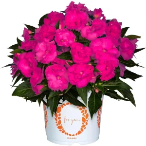 New Guinea Impatiens 'Roller Coaster Hot Magenta' Live Plant - 4.5