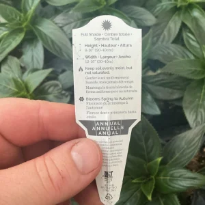 New Guinea Impatiens 'Roller Coaster White Lightening' Live Plant - White Flowers - Image 10