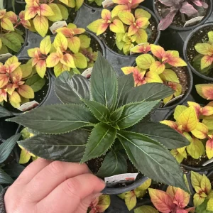 New Guinea Impatiens 'Roller Coaster White Lightening' Live Plant - White Flowers - Image 2
