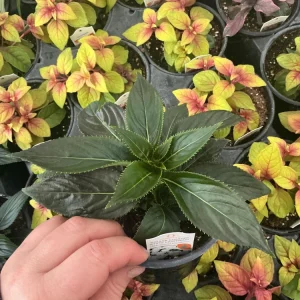 New Guinea Impatiens 'Roller Coaster White Lightening' Live Plant - White Flowers - Image 3
