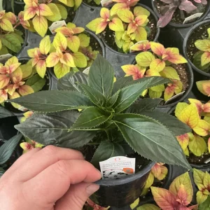 New Guinea Impatiens 'Roller Coaster White Lightening' Live Plant - White Flowers - Image 4