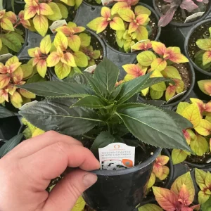 New Guinea Impatiens 'Roller Coaster White Lightening' Live Plant - White Flowers - Image 5
