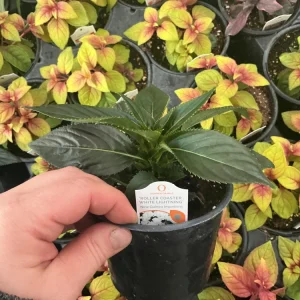 New Guinea Impatiens 'Roller Coaster White Lightening' Live Plant - White Flowers - Image 6