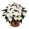 New Guinea Impatiens 'Roller Coaster White Lightening' Live Plant - White Flowers - Image 1