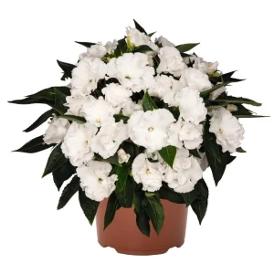 New Guinea Impatiens 'Roller Coaster White Lightening' Live Plant - White Flowers - Image 1