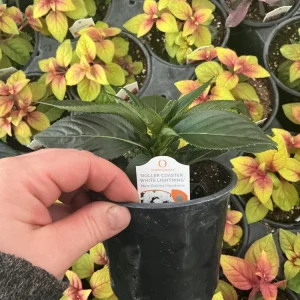 New Guinea Impatiens 'Roller Coaster White Lightening' Live Plant - White Flowers - Image 8
