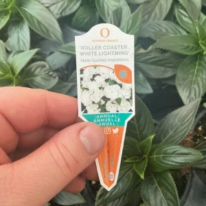 New Guinea Impatiens 'Roller Coaster White Lightening' Live Plant - White Flowers - Image 9