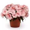 New Guinea Impatiens Spectra Peach Bicolor Live Plant – 4.5" Pot – Outdoor Flower - Image 1