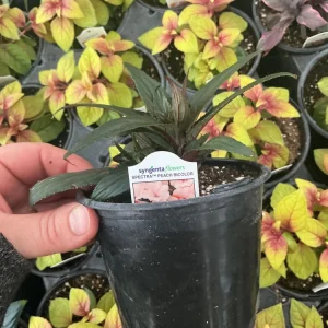 New Guinea Impatiens Spectra Peach Bicolor Live Plant – 4.5