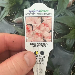 New Guinea Impatiens Spectra Peach Bicolor Live Plant – 4.5