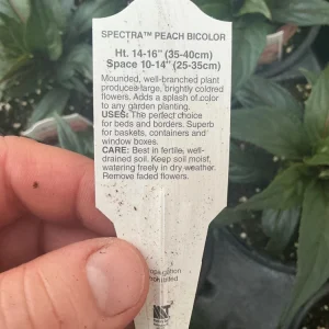 New Guinea Impatiens Spectra Peach Bicolor Live Plant – 4.5
