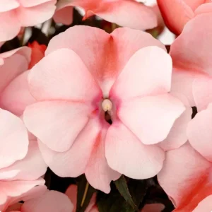 New Guinea Impatiens Spectra Peach Bicolor Live Plant – 4.5