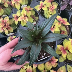 New Guinea Impatiens Spectra Peach Bicolor Live Plant – 4.5