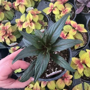 New Guinea Impatiens Spectra Peach Bicolor Live Plant – 4.5