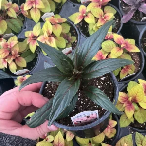 New Guinea Impatiens Spectra Peach Bicolor Live Plant – 4.5
