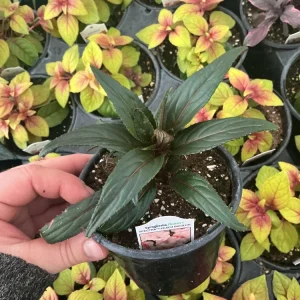 New Guinea Impatiens Spectra Peach Bicolor Live Plant – 4.5