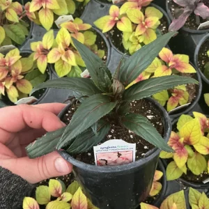 New Guinea Impatiens Spectra Peach Bicolor Live Plant – 4.5