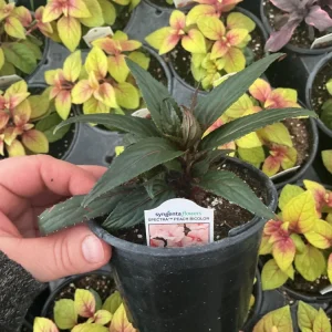 New Guinea Impatiens Spectra Peach Bicolor Live Plant – 4.5