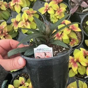 New Guinea Impatiens Spectra Peach Bicolor Live Plant – 4.5
