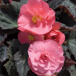 Nonstop Mocca Pink Shades Begonia Live Plant – 4.5 inch Pot – Indoor/Outdoor - Image 13