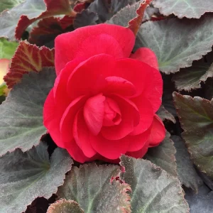 Nonstop Mocca Pink Shades Begonia Live Plant – 4.5 inch Pot – Indoor/Outdoor - Image 2