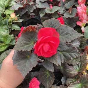 Nonstop Mocca Pink Shades Begonia Live Plant – 4.5 inch Pot – Indoor/Outdoor - Image 4