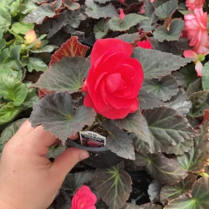Nonstop Mocca Pink Shades Begonia Live Plant – 4.5 inch Pot – Indoor/Outdoor - Image 5