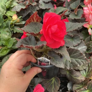 Nonstop Mocca Pink Shades Begonia Live Plant – 4.5 inch Pot – Indoor/Outdoor - Image 6