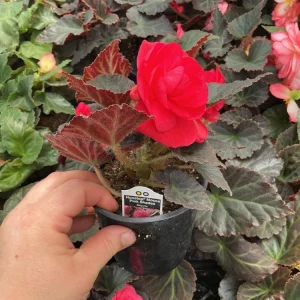 Nonstop Mocca Pink Shades Begonia Live Plant – 4.5 inch Pot – Indoor/Outdoor - Image 7
